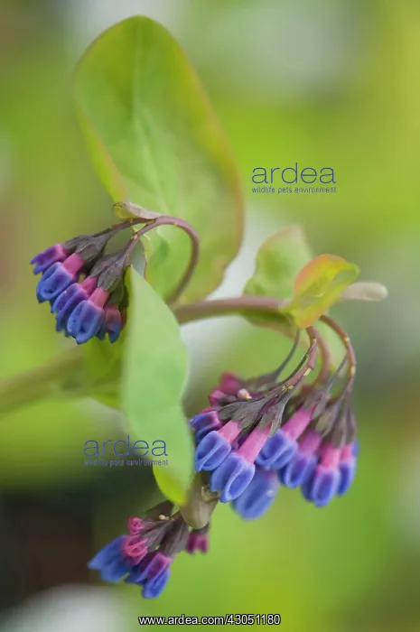 : Virginia Bluebell : Virginia Bluebell