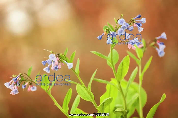 : Virginia Bluebell : Virginia Bluebell
