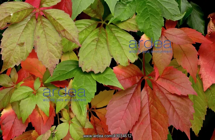 : Virginia Creepe autumn : Virginia Creepe autumn