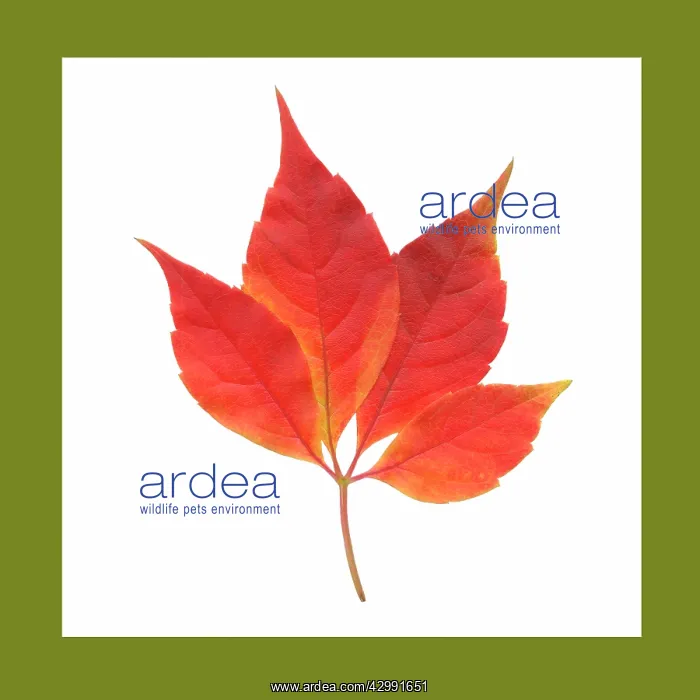 : Virginia creeper : Virginia creeper