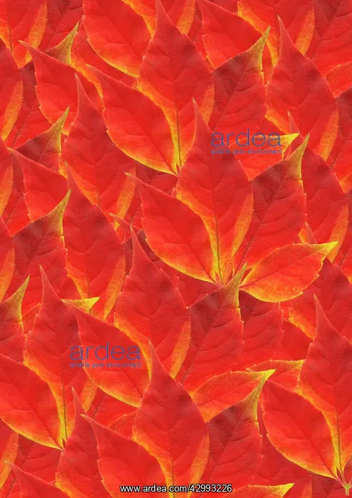 : Virginia creeper : Virginia creeper