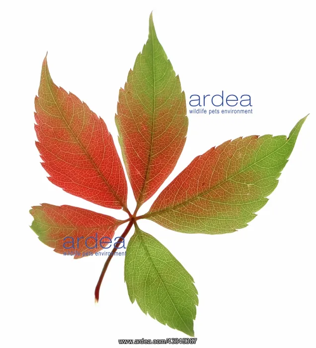  : Virginia creeper