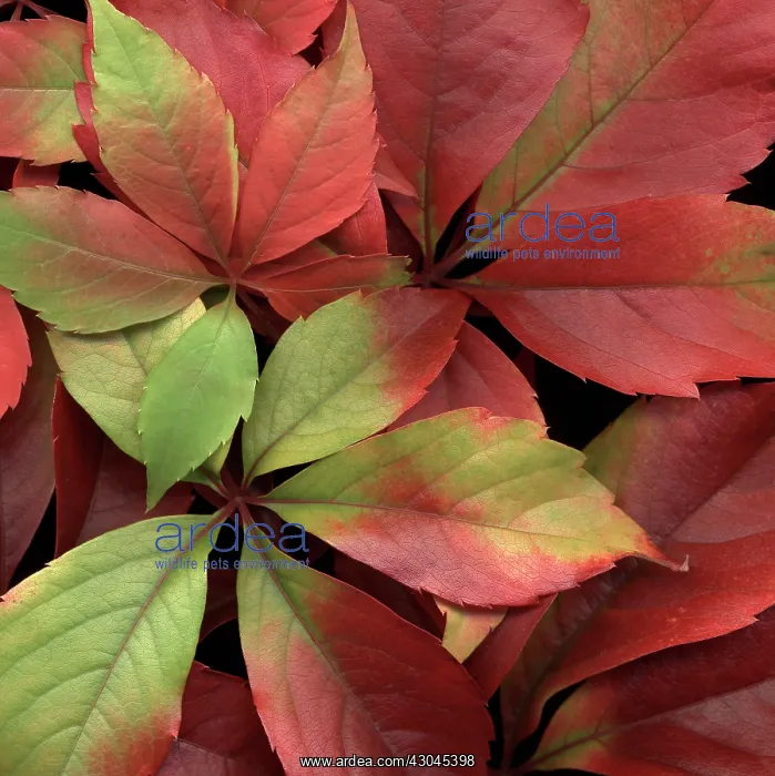 : Virginia creeper : Virginia creeper