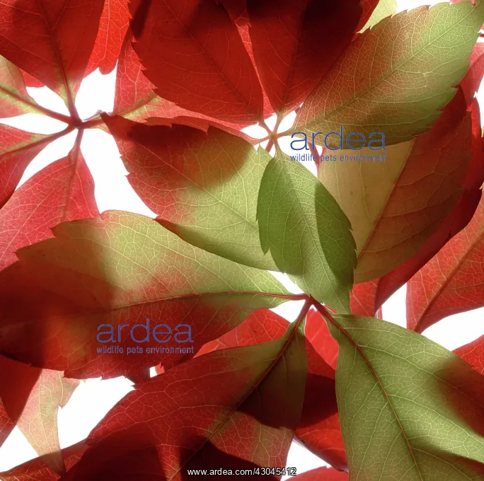 : Virginia creeper : Virginia creeper