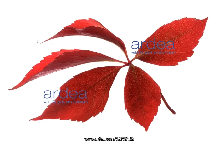 : Virginia creeper : Virginia creeper