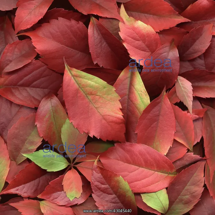 : Virginia creeper : Virginia creeper