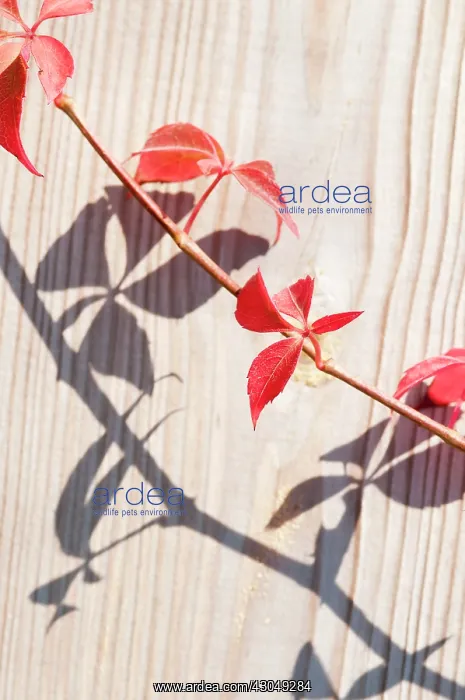 : Virginia creeper : Virginia creeper