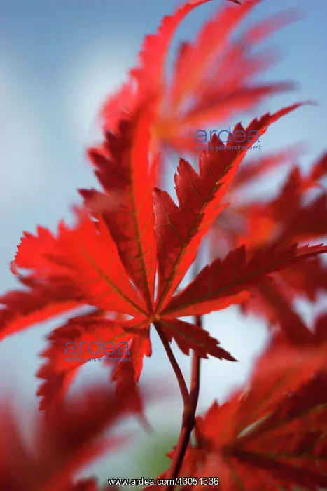 : Virginia creeper : Virginia creeper