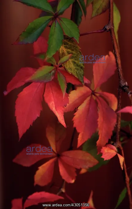 : Virginia creeper : Virginia creeper