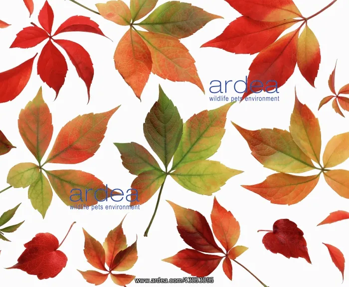 : Virginia creeper : Virginia creeper