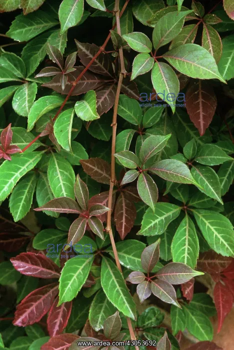 : Virginia creeper : Virginia creeper