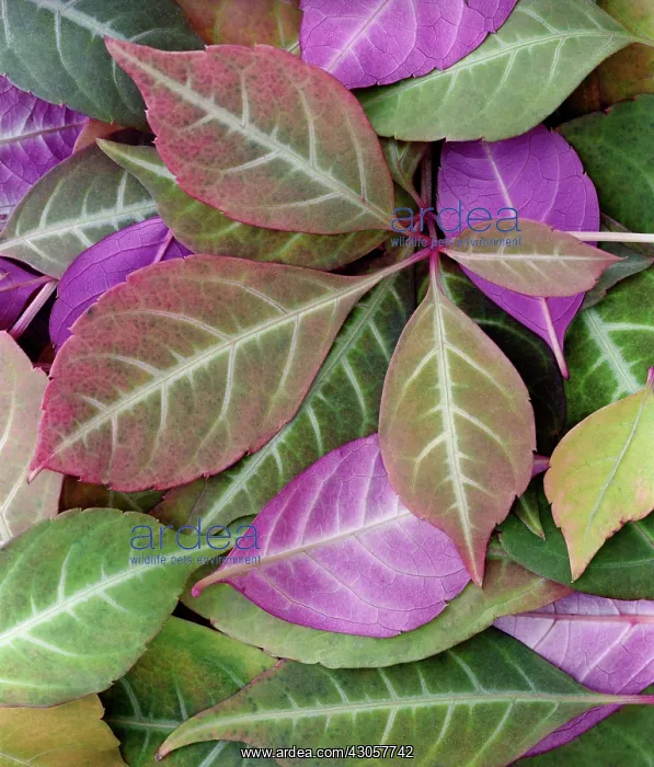 : Virginia creeper : Virginia creeper
