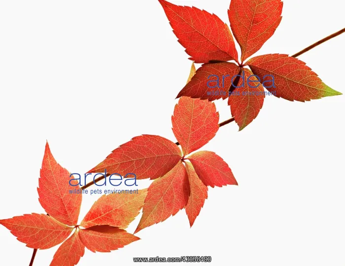  : Virginia creeper