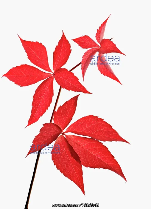  : Virginia creeper