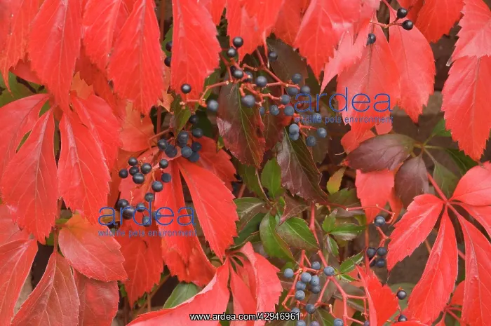 : Virginia creeper - Berries and red leaves in autumn : Virginia creeper - Berries and red leaves in autumn