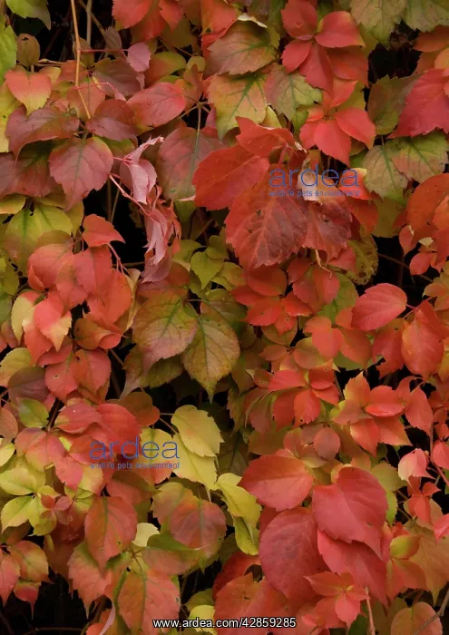 : Virginia creeper, covering old wall; showing autumn colour : Virginia creeper, covering old wall; showing autumn colour