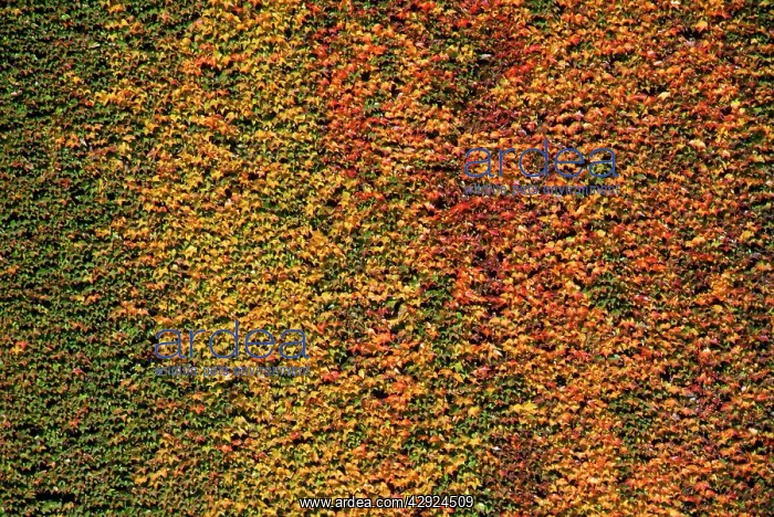 : VIRGINIA CREEPER LEAVES - MASS : VIRGINIA CREEPER LEAVES - MASS