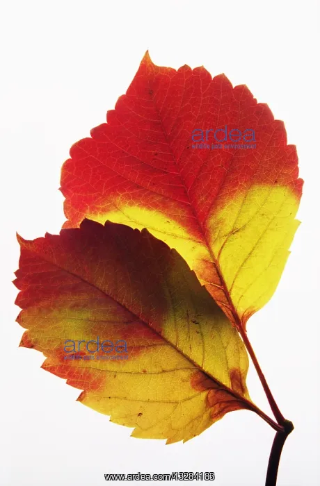 : Virginia creeper, Parthenocissus quinquefolia, Red : Virginia creeper, Parthenocissus quinquefolia, Red