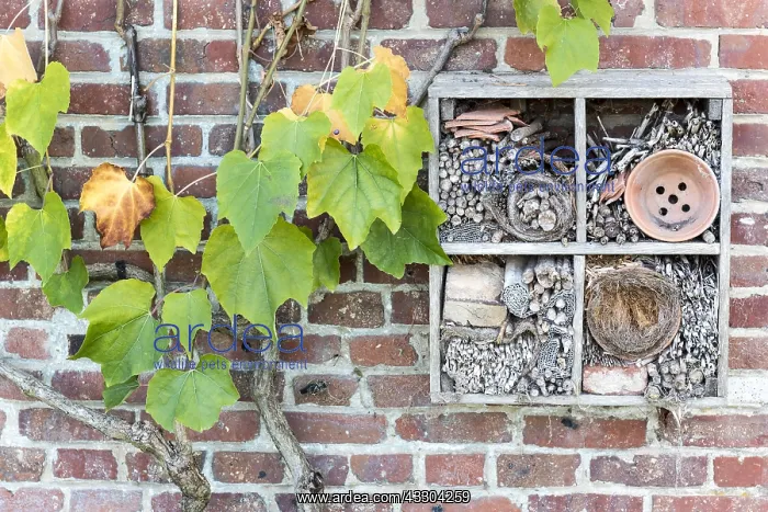 : Virginia creeper (Parthenocissus sp) and Insect : Virginia creeper (Parthenocissus sp) and Insect