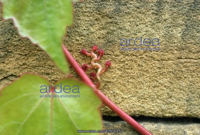 : Virginia Creeper - suckers on sandstone wall : Virginia Creeper - suckers on sandstone wall