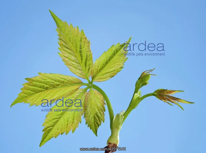 : Virginia Creeper - young leaves in spring : Virginia Creeper - young leaves in spring