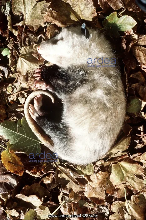 : Virginia OPOSSUM - Feigning death : Virginia OPOSSUM - Feigning death