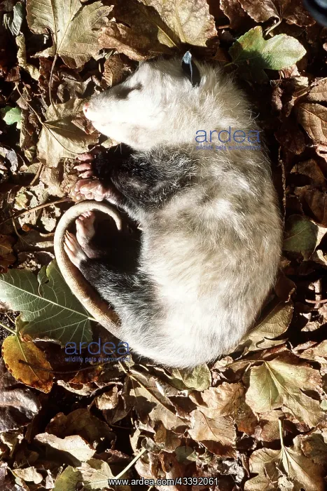 : Virginia OPOSSUM - Feigning death : Virginia OPOSSUM - Feigning death