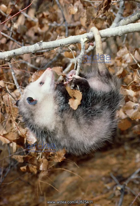 : Virginia OPOSSUM - hangs by feet and tail : Virginia OPOSSUM - hangs by feet and tail