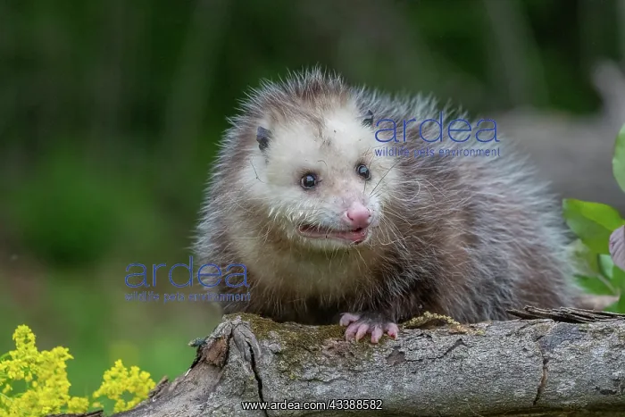 : VIRGINIA OPOSSUM OR NORTH AMERICAN OPOSSUM : VIRGINIA OPOSSUM OR NORTH AMERICAN OPOSSUM