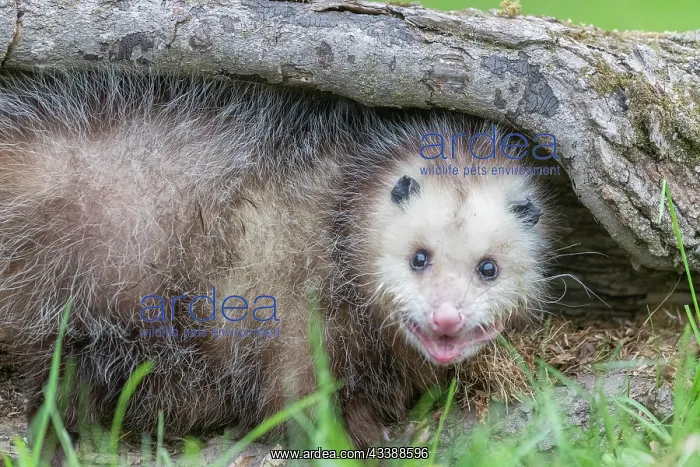 : VIRGINIA OPOSSUM OR NORTH AMERICAN OPOSSUM : VIRGINIA OPOSSUM OR NORTH AMERICAN OPOSSUM