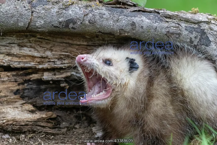 : VIRGINIA OPOSSUM OR NORTH AMERICAN OPOSSUM : VIRGINIA OPOSSUM OR NORTH AMERICAN OPOSSUM