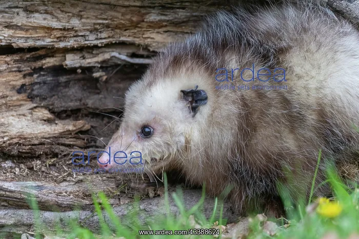 : VIRGINIA OPOSSUM OR NORTH AMERICAN OPOSSUM : VIRGINIA OPOSSUM OR NORTH AMERICAN OPOSSUM