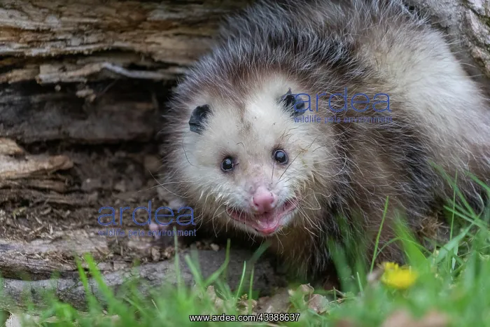 : VIRGINIA OPOSSUM OR NORTH AMERICAN OPOSSUM : VIRGINIA OPOSSUM OR NORTH AMERICAN OPOSSUM