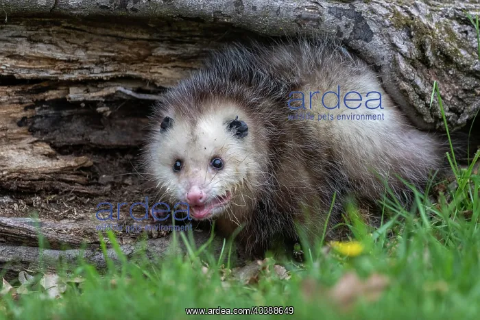 : VIRGINIA OPOSSUM OR NORTH AMERICAN OPOSSUM : VIRGINIA OPOSSUM OR NORTH AMERICAN OPOSSUM