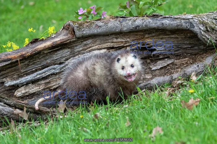 : VIRGINIA OPOSSUM OR NORTH AMERICAN OPOSSUM : VIRGINIA OPOSSUM OR NORTH AMERICAN OPOSSUM