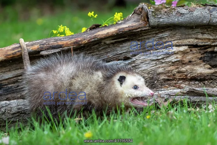  : Virginia opossum or North American opossum (Didelphis