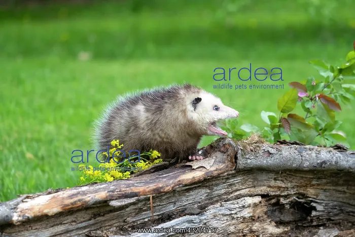  : Virginia opossum or North American opossum (Didelphis