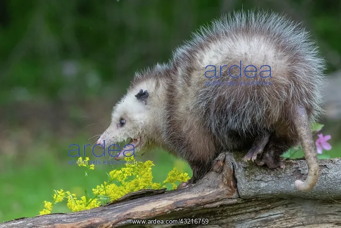 : Virginia opossum or North American opossum (Didelphis : Virginia opossum or North American opossum (Didelphis