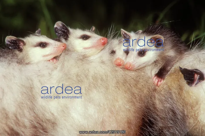 : Virginia OPOSSUM - young on mother's back : Virginia OPOSSUM - young on mother's back