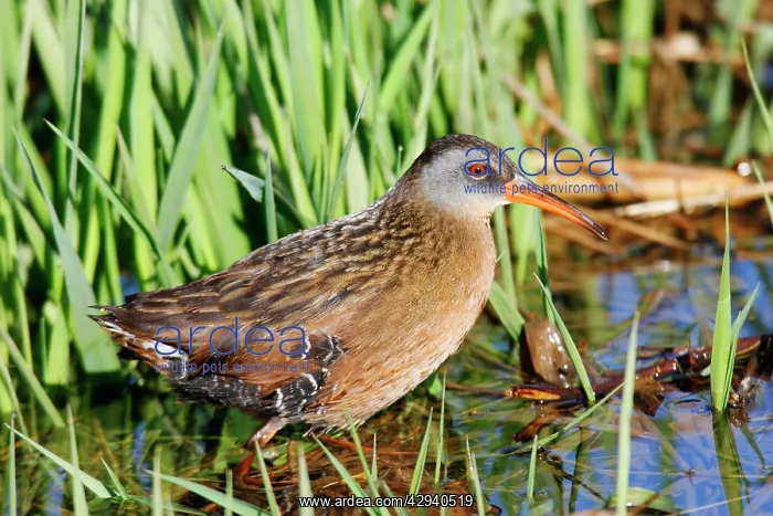  : Virginia Rail