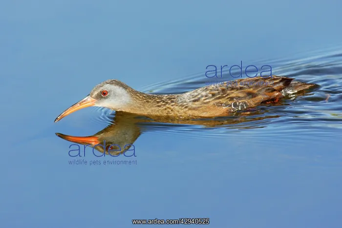  : Virginia Rail