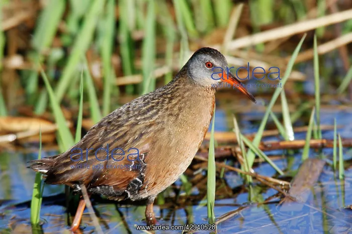  : Virginia Rail