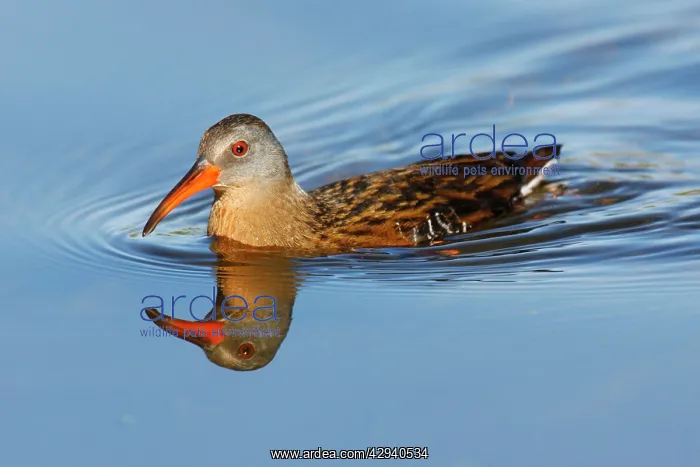  : Virginia Rail