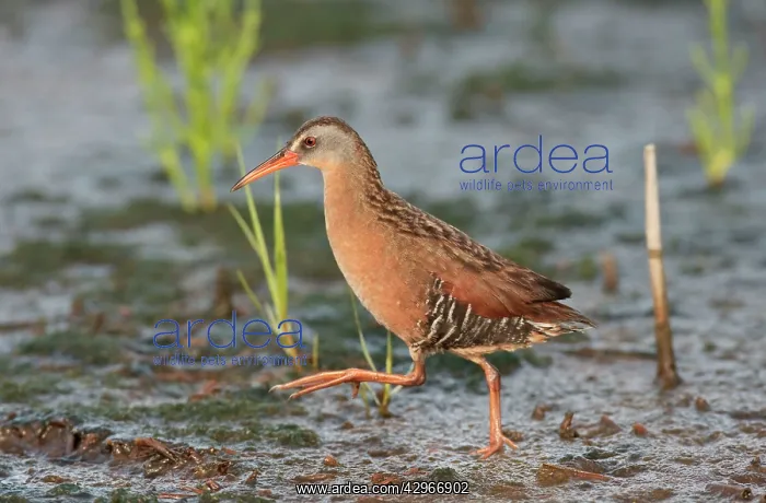 : Virginia Rail : Virginia Rail