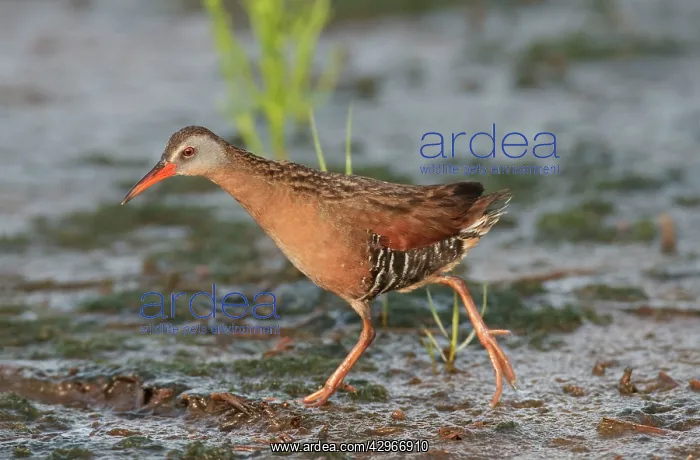 : Virginia Rail : Virginia Rail