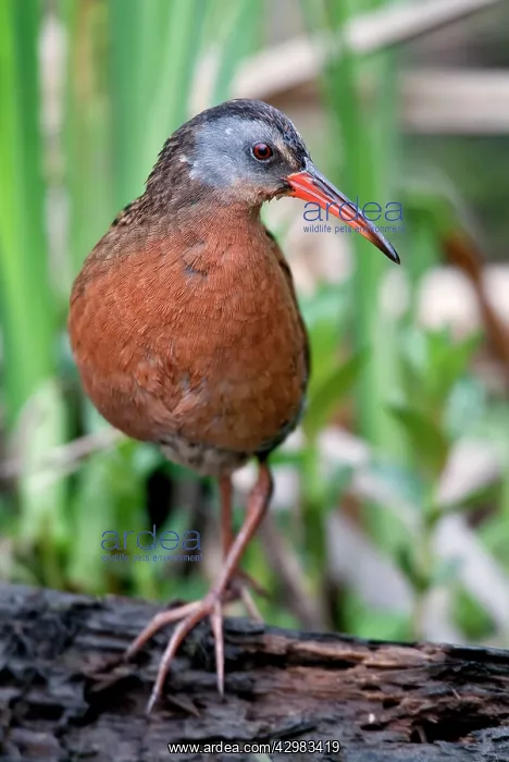 : Virginia Rail : Virginia Rail