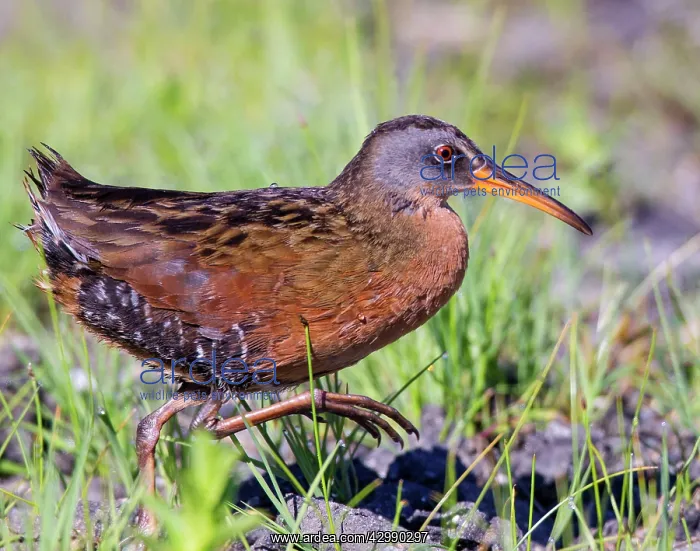 : Virginia Rail - adult walking on the ground in an inland fre : Virginia Rail - adult walking on the ground in an inland fre