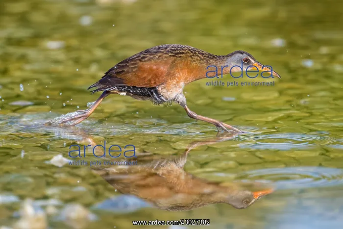  : Virginia Rail by beaver pond