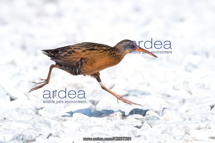  : Virginia Rail by beaver pond