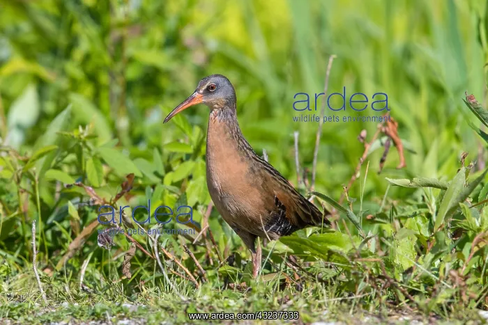  : Virginia Rail by beaver pond